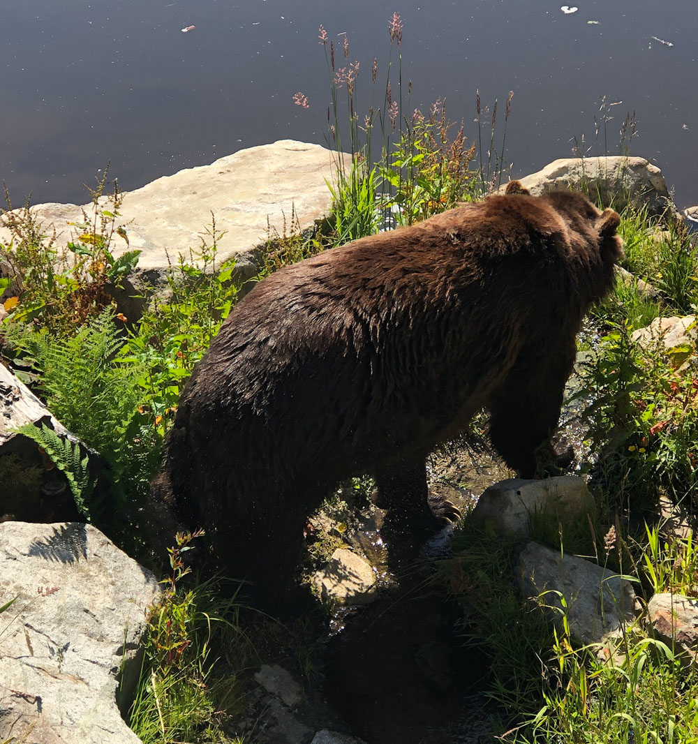 Brown bear in forest near water in Canada