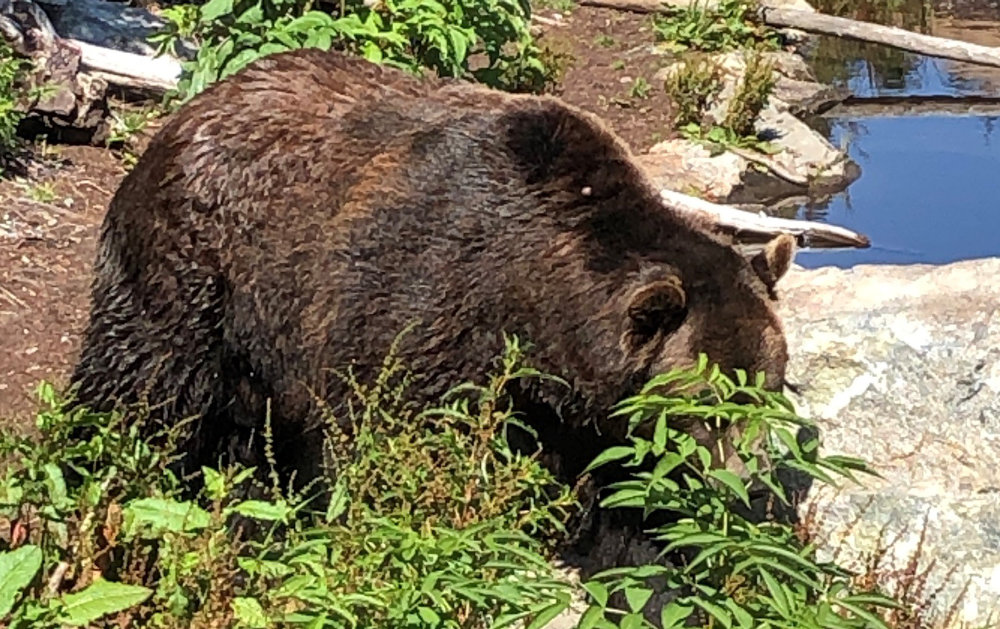 Bear in Canadian outdoors near water source